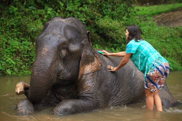Elefantes Tailândia - Chiang Mai