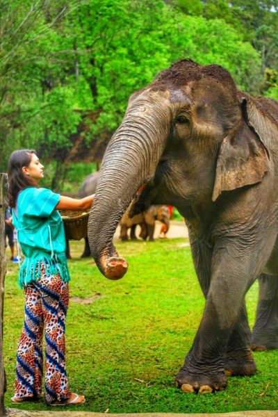 Elefantes Tailândia - Chiang Mai