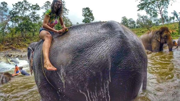 Elefantes Tailândia - Chiang Mai