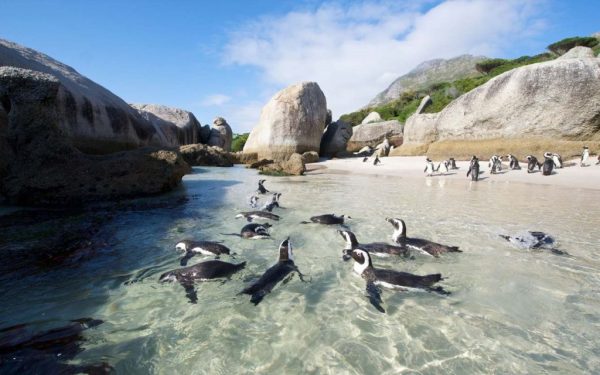 7 passeios imperdíveis para fazer em Cape Town (Cidade do Cabo) na África